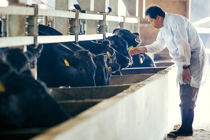 Chế độ ăn của bò