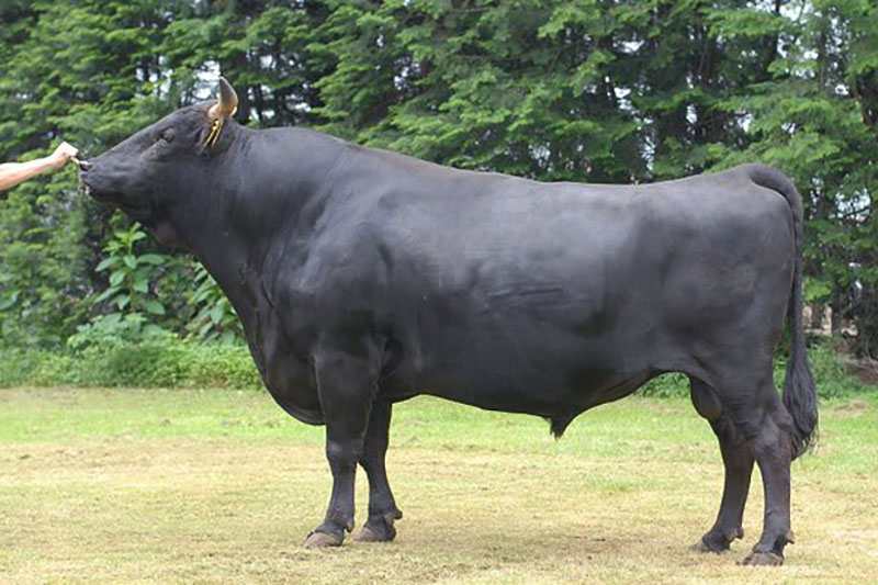 Thời gian sinh trưởng dài