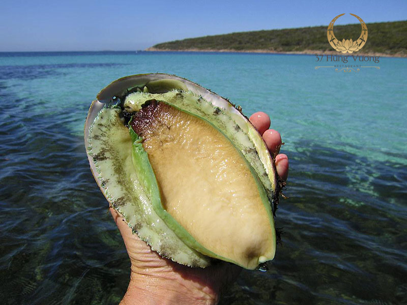 Bào ngư Úc viền xanh nằm trong danh sách cần bảo vệ