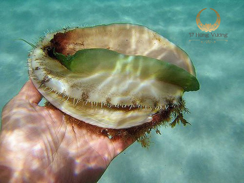 Bào Ngư Úc viền xanh size to quý hiếm tại nhà hàng 37A Hùng Vương