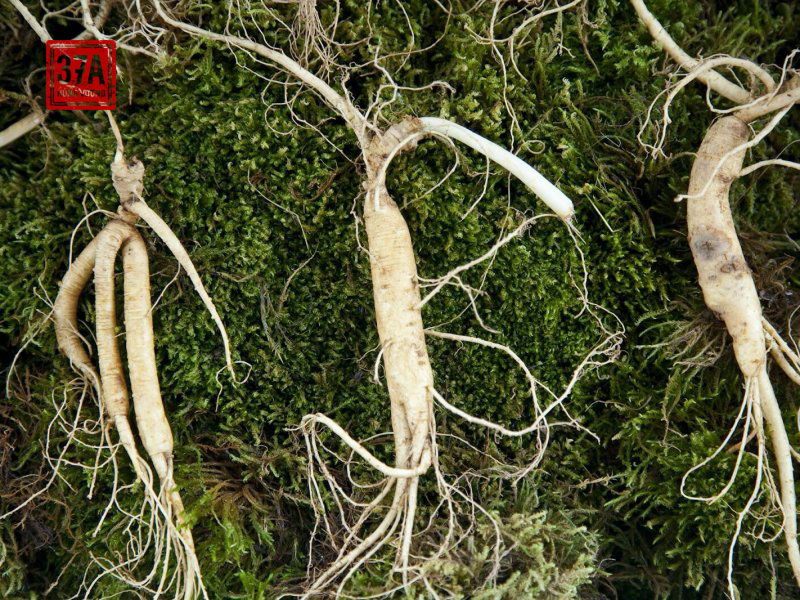 2 món quà vàng cho sức khoẻ từ Hồng Sâm