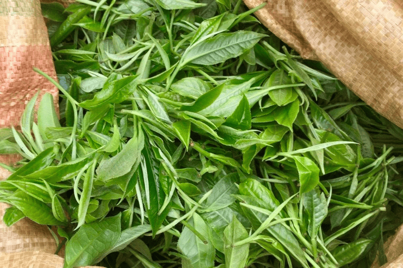 Lá trà Shan Tuyết cổ thụ