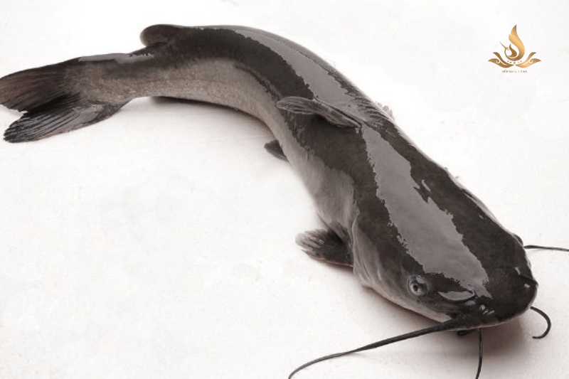 Cá lăng sông Đà