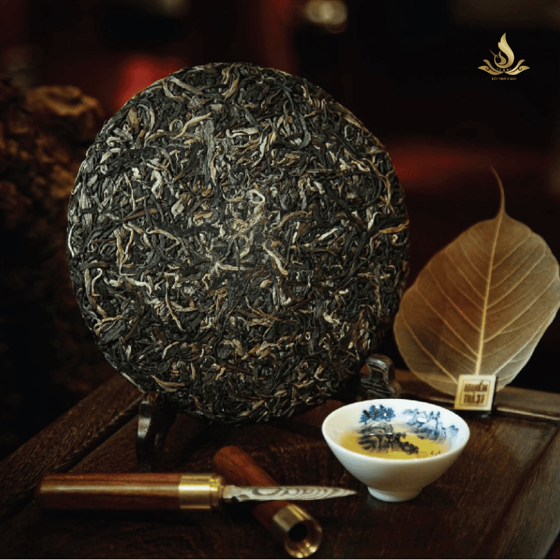 cổ mộc trà sống