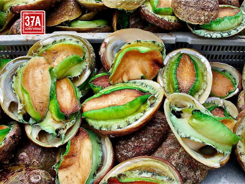 Thần dược biển sâu mang tên Bào ngư Úc viền xanh