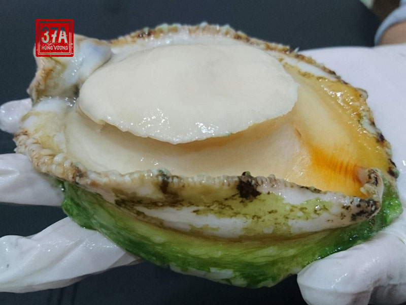 Thần dược biển sâu mang tên Bào ngư Úc viền xanh