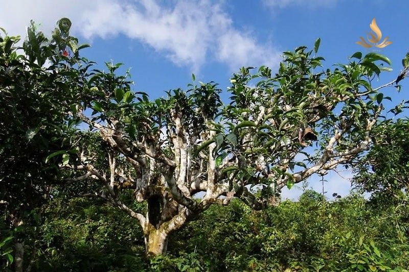 trà shan tuyết cổ thụ