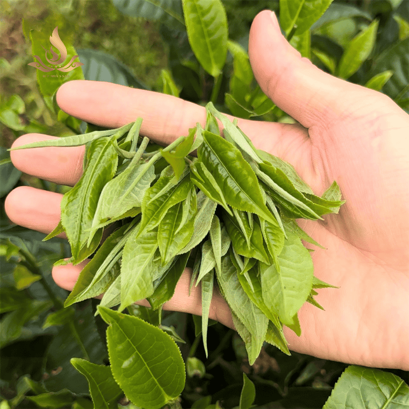 Búp trà shan tuyết cổ thụ